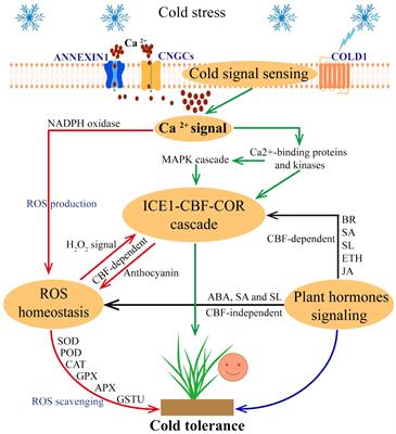 Understanding cold stress response mechanisms in plants: an overview